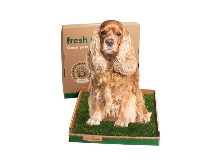 Fresh Patch Real Grass Patch for Dogs, Cats,  - Image 1