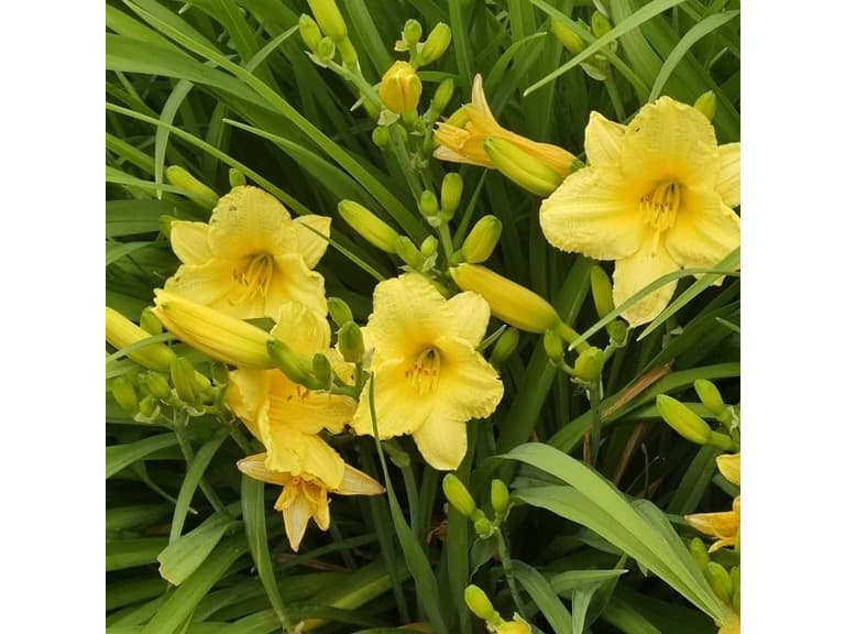 Stella D'Oro Day Lily - 6 Bulbs - Image 1