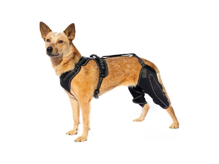 Oartway Knee Brace Harness for Dogs - Image 1