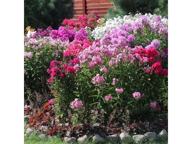 Double Phlox-3 Bare Roots- 6 Bare Roots - Image 1