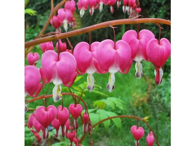 Old Fashioned Bleeding Hearts Flowers Pink- 4 Bulbs - Image 1
