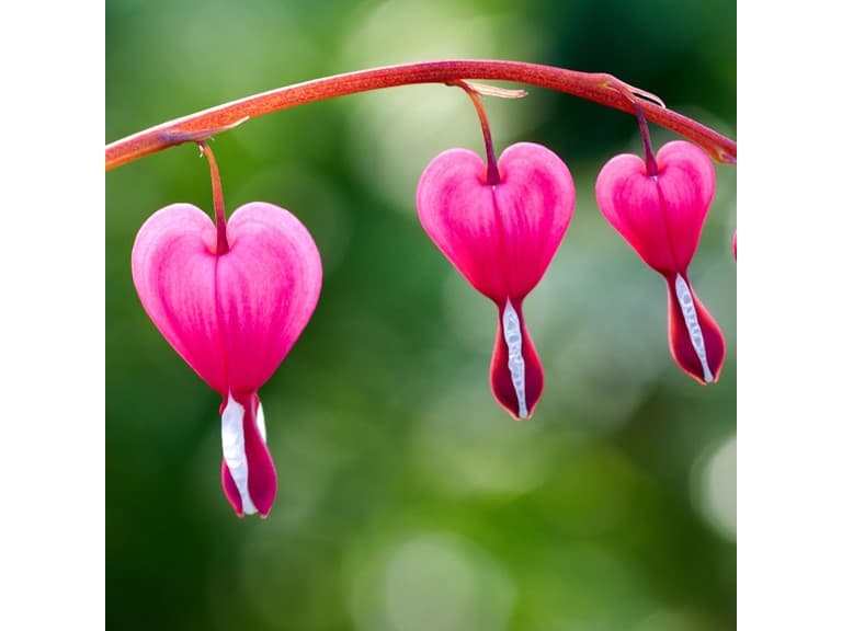 Pink & White Bleeding Hearts - 4 Bulbs - Image 1