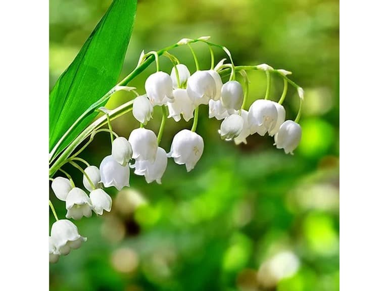 Lily of the Valley Flowers - 12 or 20 Bulbs - Image 1