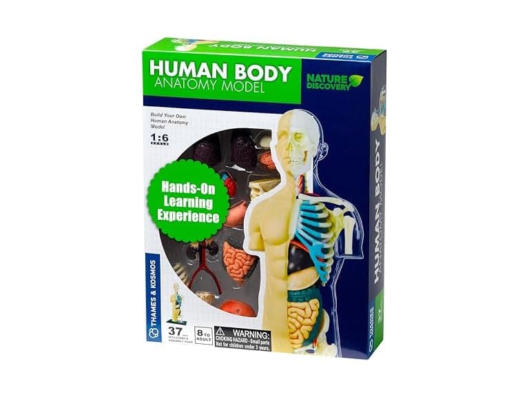 Thames & Kosmos 260830 Human Body Anatomy Model Toy - Image 1