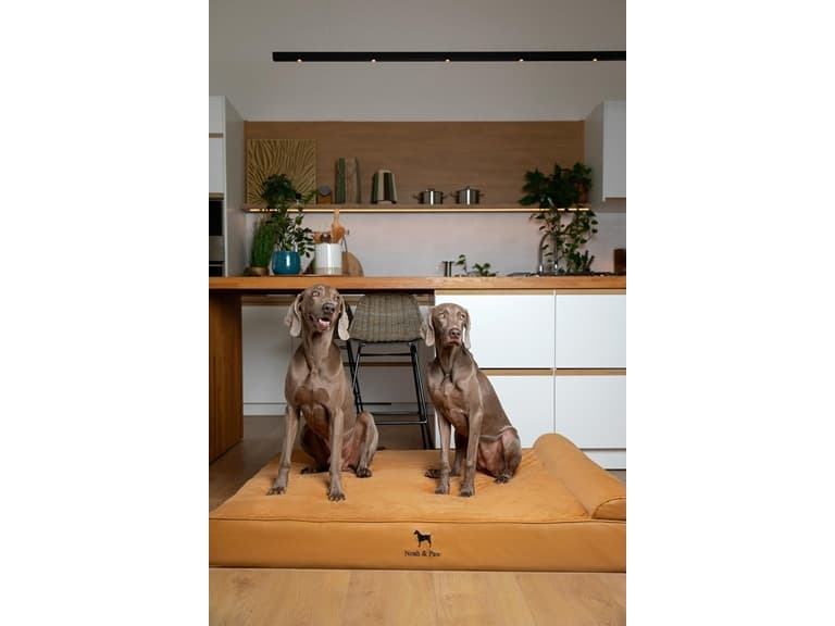 NOAH & PAW Orthopedic Dog Beds- XXLarge - Image 1