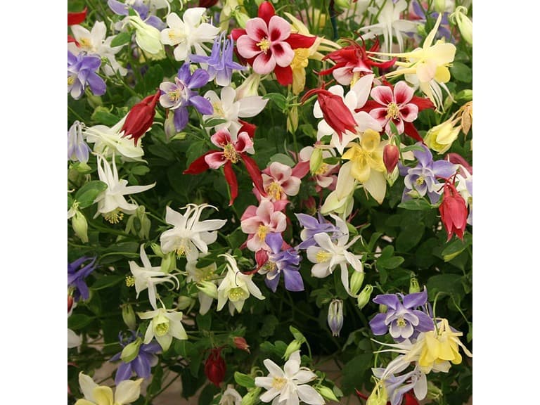 Mixed Columbine - Image 1
