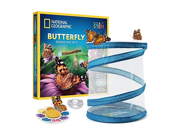 National Geographic Butterfly Growing Kit - Image 1