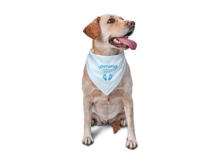 vercosee Coming Soon….Bandana Pregnancy Announcement - Image 1
