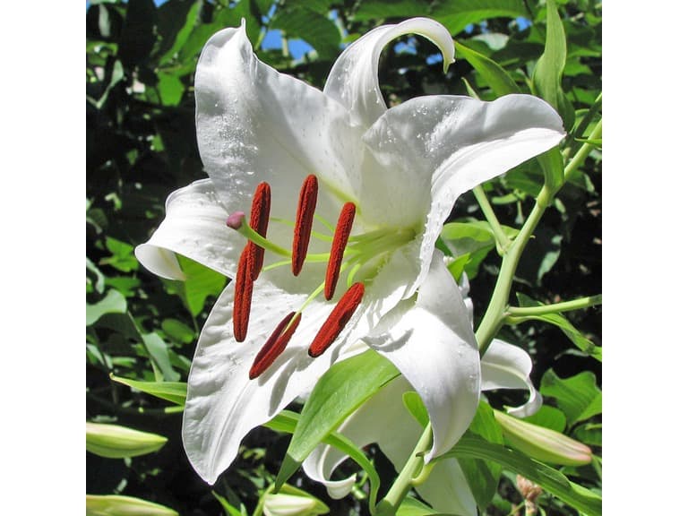 Giant Tree Lily Flowers - Image 1