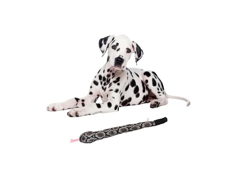 SPOT Slithery Snake Plush Dog Toy – 24" - Image 1