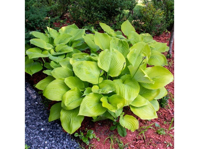 Giant Leaved Hosta - Image 1