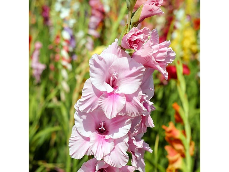 Touch Of ECO Mixed Gladiolus Flowers - 80 Bulbs - Image 1