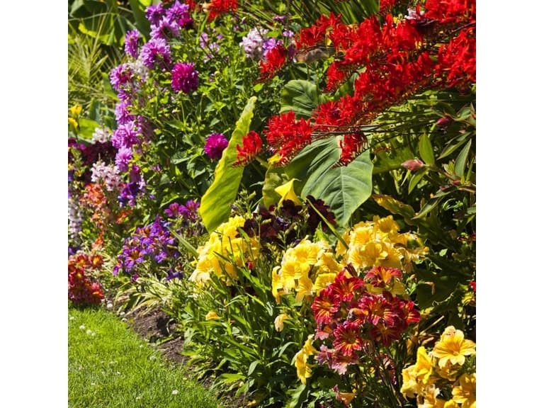 English Garden Flower Mix Collection - Image 1