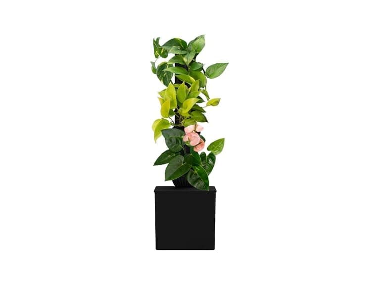 Tevatower Mini Smart Self-Watering Planter - Image 1