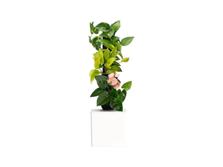Tevatower Mini Smart Self-Watering Garden