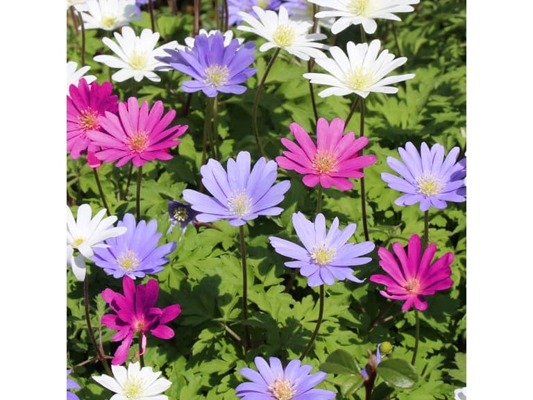 Anemone "Dutch Fireworks" Flower Mix - Image 1
