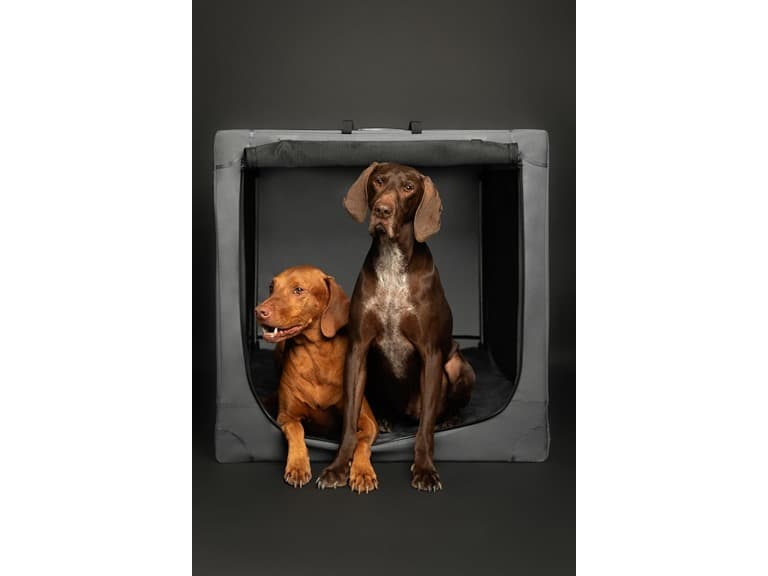 NOAH & PAW Collapsible Dog Crate- XX Large - Image 1