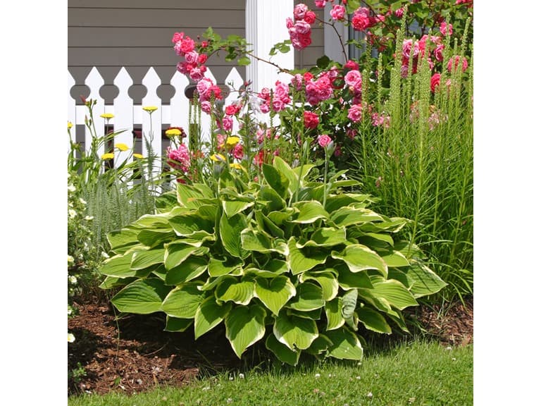 Heart Shaped Hosta - 9-Bare Roots - Image 1