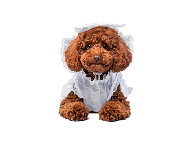 Rubies Bride Pet Costume Medium - Image 1