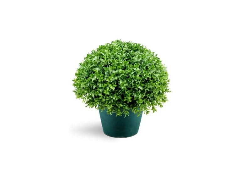 National Tree Company Holly Bush Shrub - Image 1