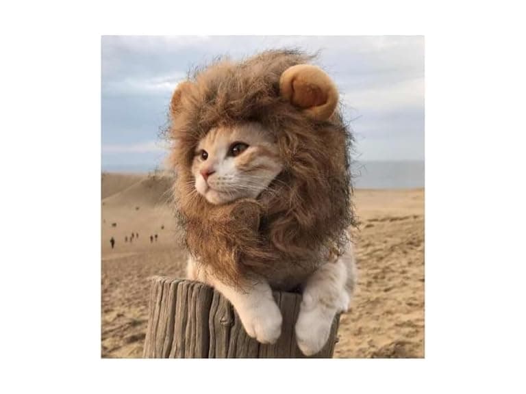 Urnat Lion Mane Cat Wig - Image 1