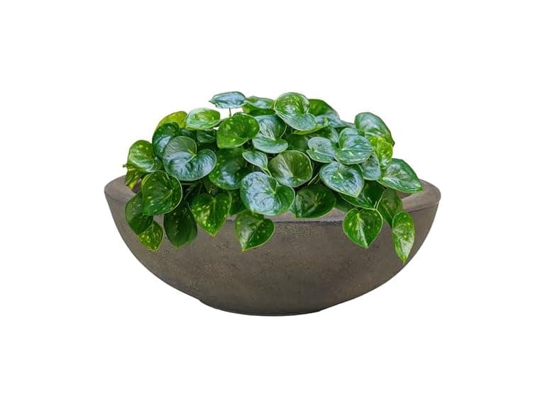 Sunnydaze Percival 20.75" Shallow Outdoor Planter Bowl - Sable - Image 1
