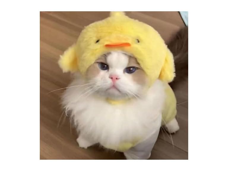 EFKLXMVYQ Pets-52 Chick Cute cat - Image 1