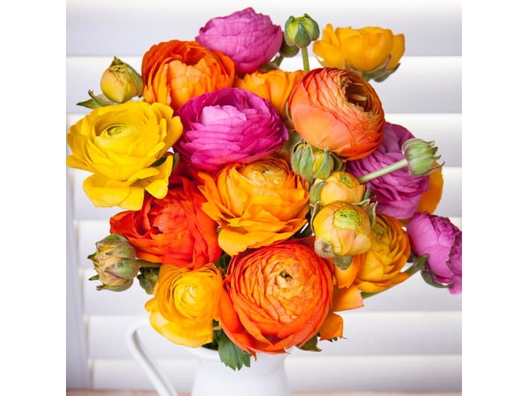 Persian Buttercups-15 Bulbs - Image 1