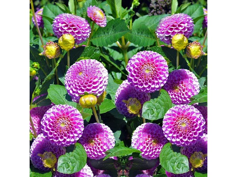 Lilac Dahlias - You Choose - Image 1