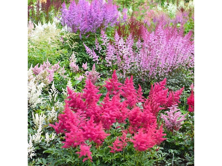 Large Plume Astilbe Mix - 9 Bulbs - Image 1
