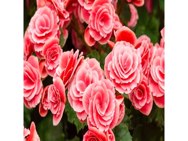 Touch Of ECO Strawberry Begonia - Image 1