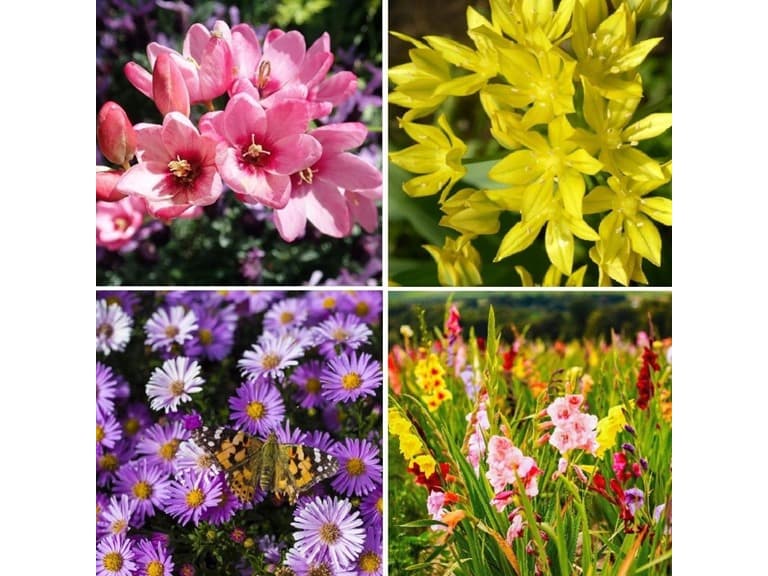 Bees & Butterfly Collection (100 Bulbs) - Image 1