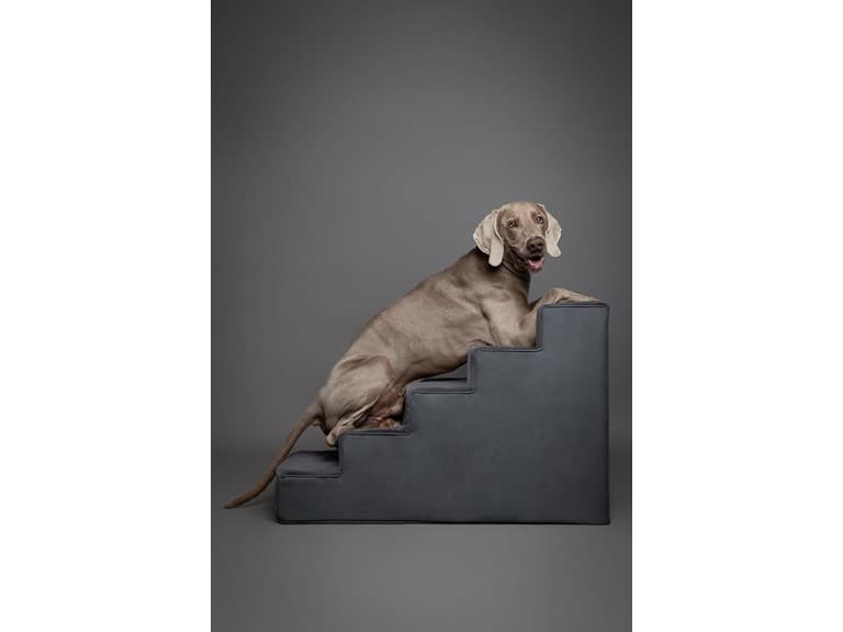 Noah & Paw Dog Stairs- 5 Steps - Image 1