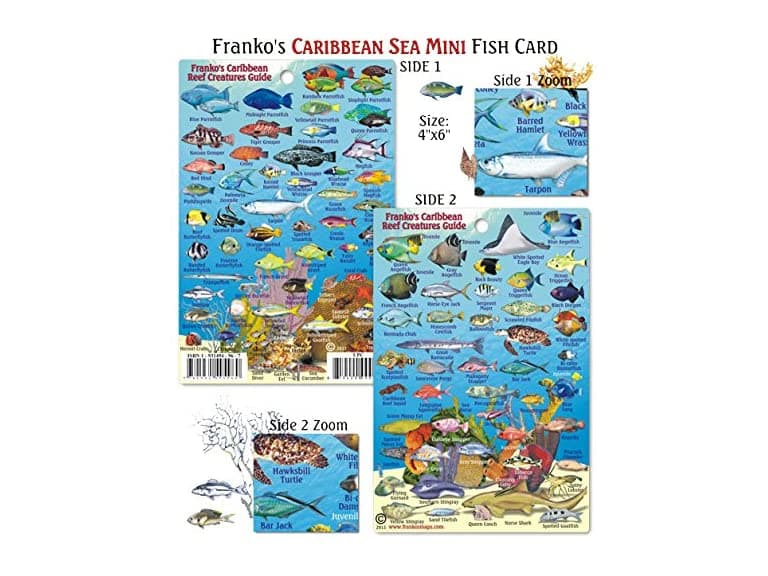 Mini Caribbean Reef Creatures Fish ID - Image 1