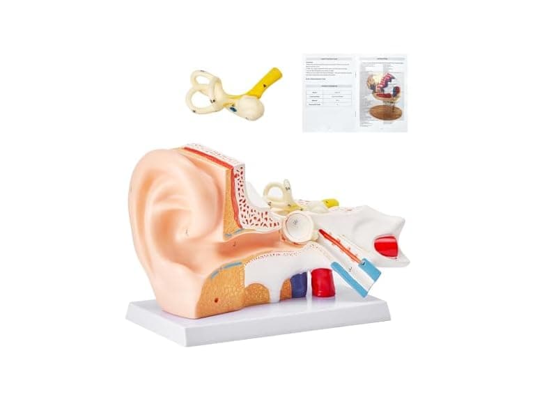 VEVOR Human Ear Anatomy Model, 3 Parts - Image 1
