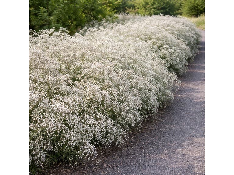 Baby's Breath - 24 Bulbs - Image 1