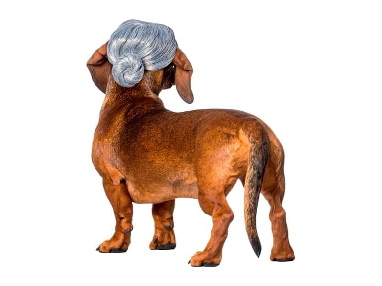 Rubies Old Lady Pet Wig, M/L - Image 1