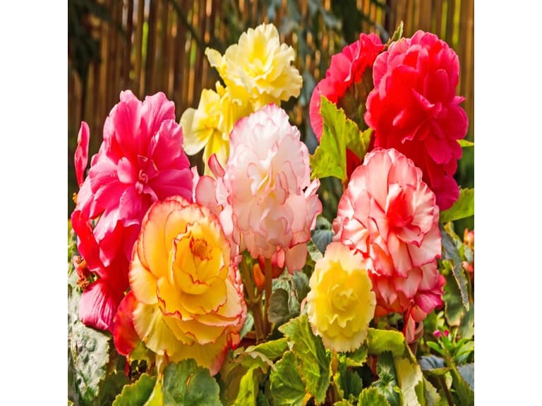 Giant Begonia Mix - 6 or 9 Bulbs - Image 1