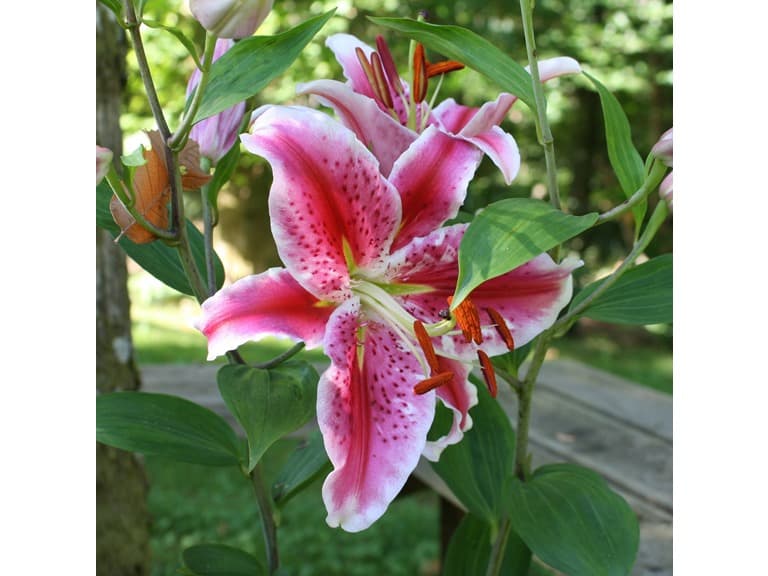 Giant Stargazer Lily - 6 Bulbs - Image 1