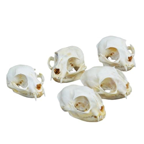 Wugakio Taxidermy Real Animals Myocastor Cat Skulls, Real Bones Specimen, Taxidermy Supplies for Science Education - Thumbnail 3