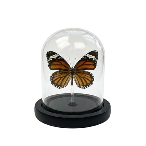 Real Taxidermy Butterfly Specimen Shadow Box, Butterfly Gifts for Women Girls with Glass Cover, Butterfly Decor for Bedroom Office Living Room Desk， Danaus genutia