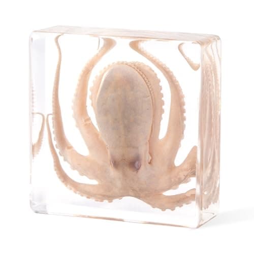 Taxidermy Octopus, Professional Octopus Taxidermy in Clear Resin - Marine Biology Specimen for Educational Displays & Nautical Decor Real Taxidermy Animal Unique Gift - Image 1