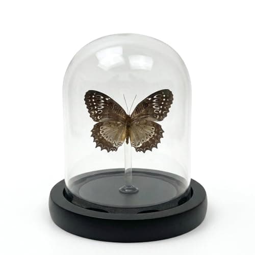 Real Taxidermy Butterfly Specimen Shadow Box, Butterfly Gifts for Women Girls with Glass Cover, Butterfly Decor for Bedroom Office Living Room Desk ﻿ Cethosia bibles Drury
