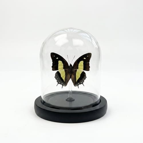 Real Taxidermy Butterfly Specimen Polyura narcaea Shadow Box, Butterfly Gifts for Women Girls with Glass Cover, Butterfly Decor for Bedroom Office Living Room Desk ﻿