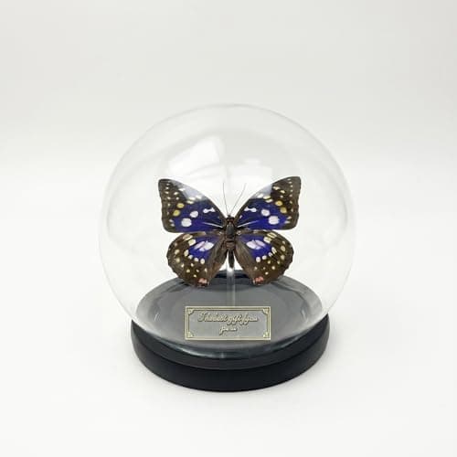 Wugakio Glass Taxidermy Butterfly Specimen Shadow Box, Butterfly Gifts for Women Girls with Glass Cover, Butterfly Decor for Bedroom Office Living Room Desk (Sasakia charonda formosana)