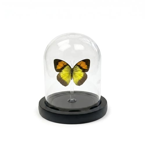 Real Taxidermy Butterfly Specimen Orange Pink Butterfly Shadow Box, Butterfly Gifts for Women Girls with Glass Cover, Butterfly Decor for Bedroom Office Living Room Desk