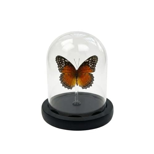 Real Taxidermy Butterfly Specimen Shadow Box, Butterfly Gifts for Women Girls with Glass Cover, Butterfly Decor for Bedroom Office Living Room Desk ﻿ Cethosia bibles Drury - Image 1