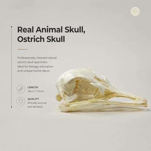 Wugakio 1pc Authentic Ostrich Head Bone, Real Animal Skull Specimen for Scientific Research and Artistic Decoration - Thumbnail 2