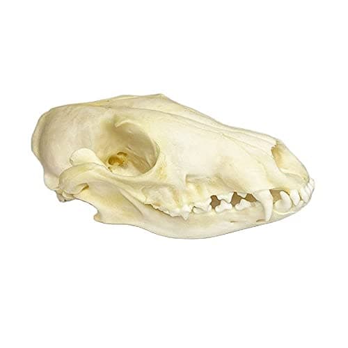 Wugakio Taxidermy Real Animals Myocastor Fox Skulls, Real Bones Specimen, Taxidermy Supplies for Science Education - Image 1