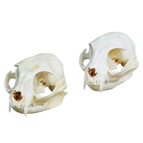 Wugakio Taxidermy Real Animals Myocastor Cat Skulls, Real Bones Specimen, Taxidermy Supplies for Science Education - Thumbnail 2
